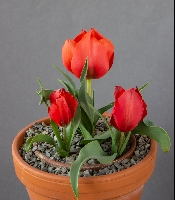 Tulipa armena 'JCA 7673'